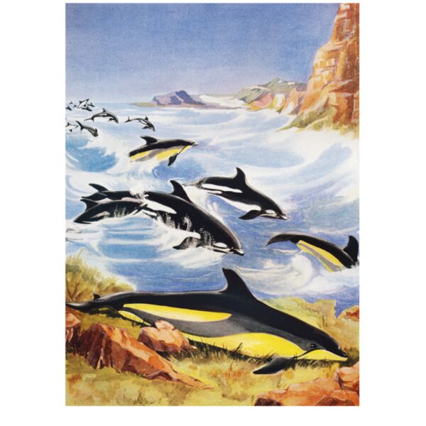 DAS whales Thumbnail